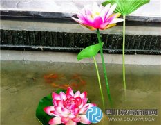 粉“蓮”綻放 少城小學廉政文化墻再添新