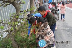 熊貓路小學開展清除校園雜草行動