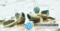 小學(xué)課文引爭(zhēng)議 “彈涂魚上樹(shù)吃蝸牛”離