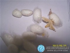成都：娃娃學(xué)養(yǎng)蠶 哪兒去找桑葉？
